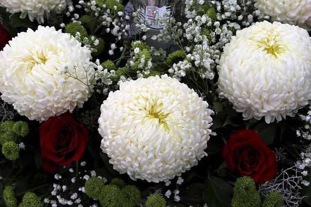 Kostenloser Download White Crisanthema Red Roses - kostenloses Foto oder Bild zur Bearbeitung mit GIMP Online-Bildbearbeitung