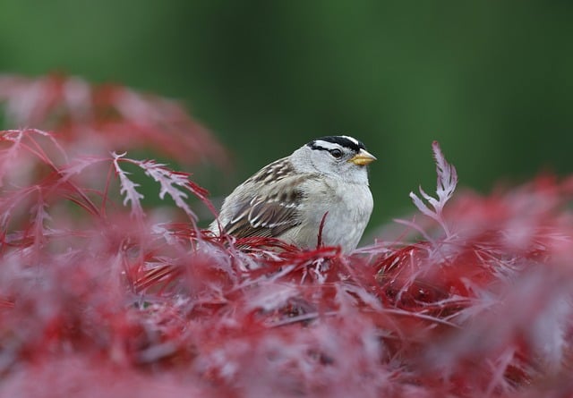 Free download white crowned sparrow sparrow bird free picture to be edited with GIMP free online image editor