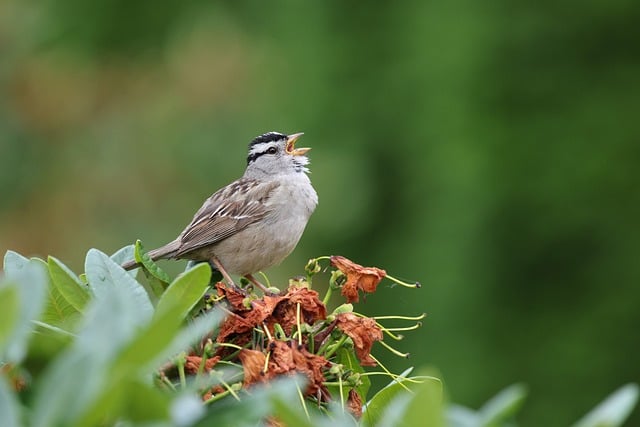 Free download white crowned sparrow sparrow nature free picture to be edited with GIMP free online image editor