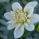 White Dahlia  screen for extension Chrome web store in OffiDocs Chromium