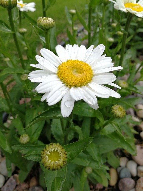 Free download White Daisy Flower -  free photo or picture to be edited with GIMP online image editor