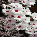 White daisy red heart wallpaper  screen for extension Chrome web store in OffiDocs Chromium