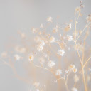 White Daisy Theme: A Fresh and Elegant Touch of Nature  screen for extension Chrome web store in OffiDocs Chromium