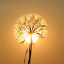 White Dandelion Flower  screen for extension Chrome web store in OffiDocs Chromium