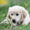 White Dog on the Grass  screen for extension Chrome web store in OffiDocs Chromium