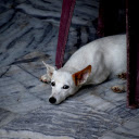 White dog with yellow ears  screen for extension Chrome web store in OffiDocs Chromium