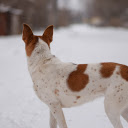 White dog with yellow spots  screen for extension Chrome web store in OffiDocs Chromium