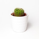 White dragon dew flower pot  screen for extension Chrome web store in OffiDocs Chromium