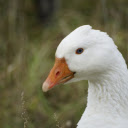 White duck  screen for extension Chrome web store in OffiDocs Chromium