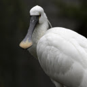 White duck billed bird  screen for extension Chrome web store in OffiDocs Chromium