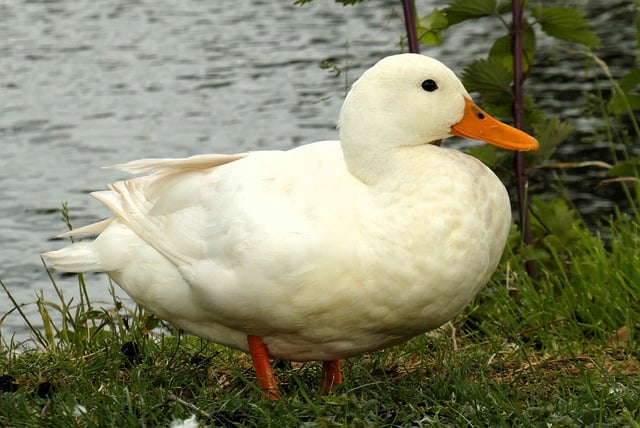Free download white duck duck waterfowl nature free picture to be edited with GIMP free online image editor