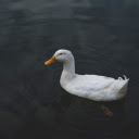 White duck in the pond  screen for extension Chrome web store in OffiDocs Chromium