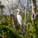 White Egret Bird Perched on a Tree Branch  screen for extension Chrome web store in OffiDocs Chromium
