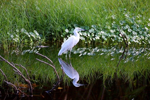 Download gratuito White Egret Tropical Bird Heron - foto o immagine gratuita da modificare con l'editor di immagini online GIMP