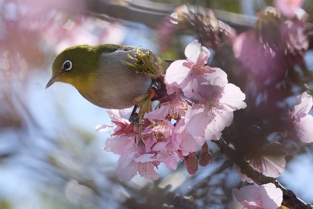 Free download white eye bird cherry blossom free picture to be edited with GIMP free online image editor