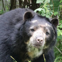 White Face Bear  screen for extension Chrome web store in OffiDocs Chromium