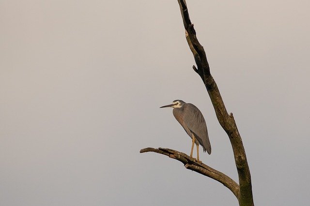 Free download White Faced Heron Bird Avian -  free photo or picture to be edited with GIMP online image editor