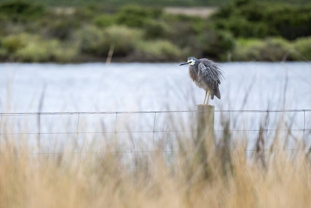 Free download white faced heron heron free picture to be edited with GIMP free online image editor