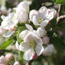 White false apple flower branches  screen for extension Chrome web store in OffiDocs Chromium