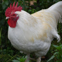 White feathered rooster  screen for extension Chrome web store in OffiDocs Chromium