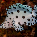 White fish with black polka dots  screen for extension Chrome web store in OffiDocs Chromium