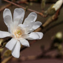 White flower  screen for extension Chrome web store in OffiDocs Chromium