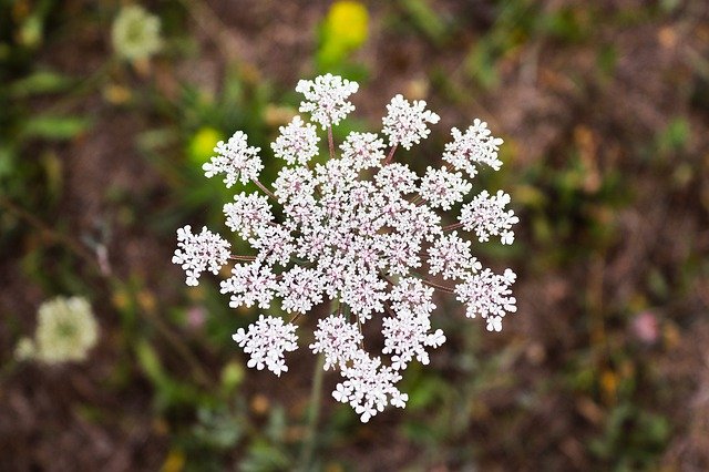 دانلود رایگان White Flower Beautiful - عکس یا تصویر رایگان قابل ویرایش با ویرایشگر تصویر آنلاین GIMP
