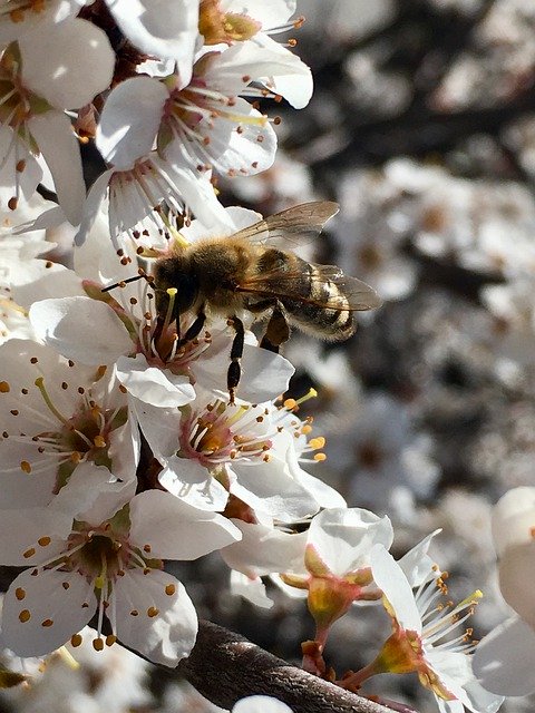 Free download White Flower Bee Spring -  free photo or picture to be edited with GIMP online image editor