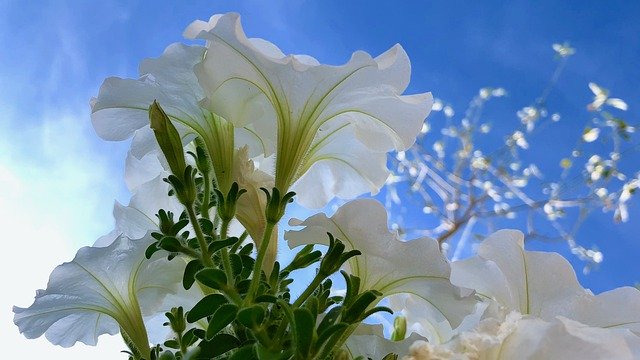 Libreng pag-download ng White Flower Blue Sky - libreng larawan o larawan na ie-edit gamit ang GIMP online image editor