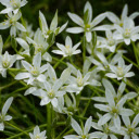 White flower branches bloom  screen for extension Chrome web store in OffiDocs Chromium