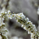 White Flower Branch Welcomes Spring  screen for extension Chrome web store in OffiDocs Chromium