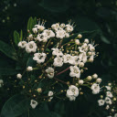 White flower branch with long pistil  screen for extension Chrome web store in OffiDocs Chromium