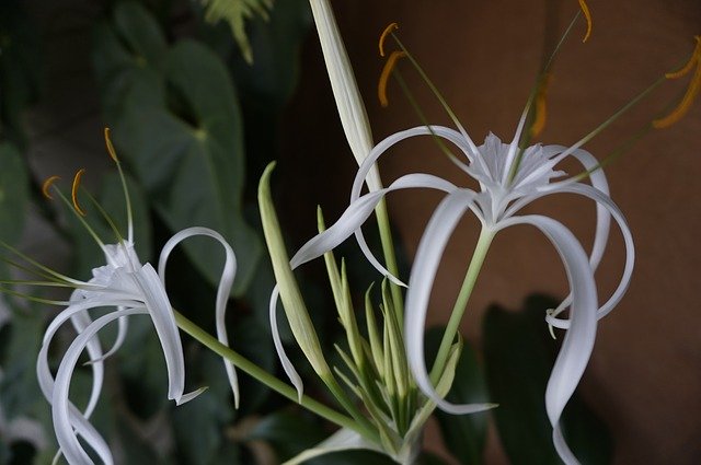 Free download White Flower Bromelia -  free photo or picture to be edited with GIMP online image editor