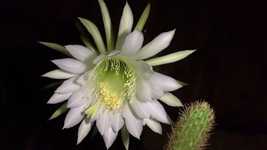 Free download White Flower Cactus -  free video to be edited with OpenShot online video editor