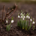 White flower clusters  screen for extension Chrome web store in OffiDocs Chromium