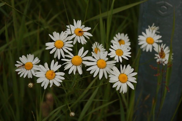 흰 꽃 어두운 배경 무료 다운로드 - 무료 사진 또는 김프 온라인 이미지 편집기로 편집할 사진