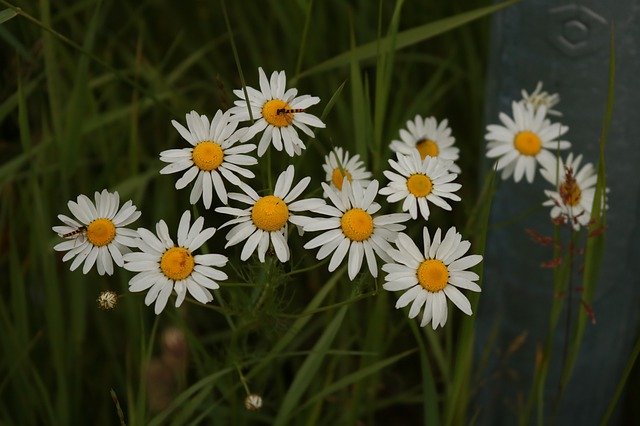 Free download White Flower Dark Background -  free photo or picture to be edited with GIMP online image editor