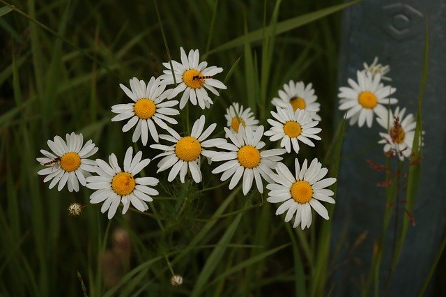 Libreng pag-download ng White Flower Dark Background - libreng larawan o larawan na ie-edit gamit ang GIMP online image editor