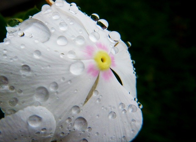 Kostenloser Download White Flower Drops Of Water Macro - kostenloses Foto oder Bild zur Bearbeitung mit GIMP Online-Bildbearbeitung