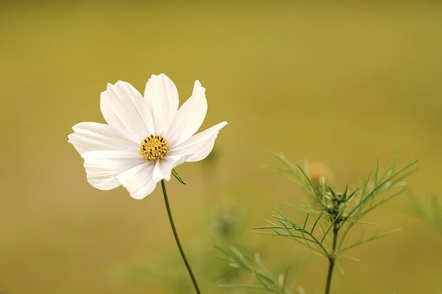 Free download white flower flower mexican aster free picture to be edited with GIMP free online image editor