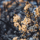 White Flower Forest  screen for extension Chrome web store in OffiDocs Chromium
