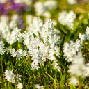 White Flower Grass  screen for extension Chrome web store in OffiDocs Chromium