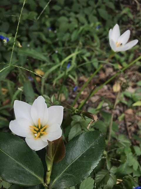 Muat turun percuma White Flower Hope - foto atau gambar percuma untuk diedit dengan editor imej dalam talian GIMP