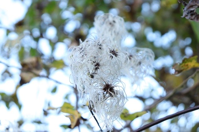 Descarga gratuita White Flower Leaves: foto o imagen gratuita para editar con el editor de imágenes en línea GIMP