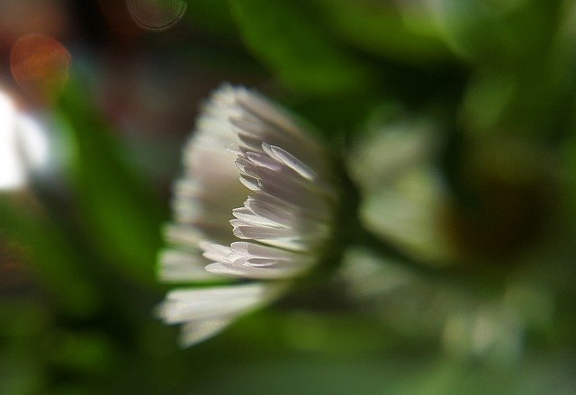 Gratis download White Flower Macro The - gratis foto of afbeelding om te bewerken met GIMP online afbeeldingseditor