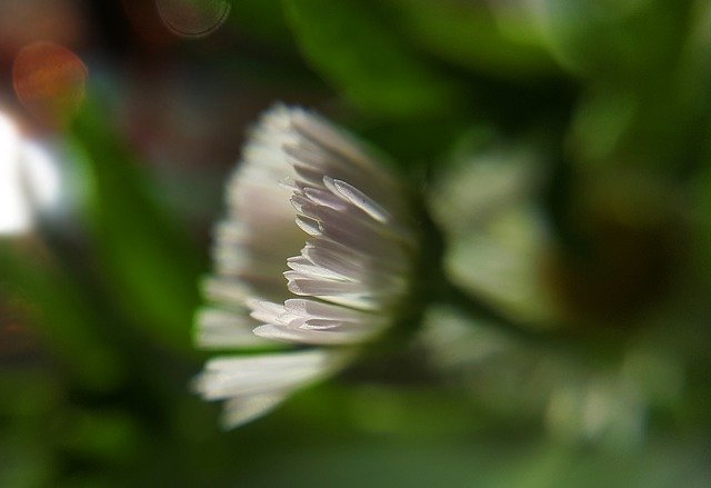 Unduh gratis White Flower Macro The - foto atau gambar gratis untuk diedit dengan editor gambar online GIMP