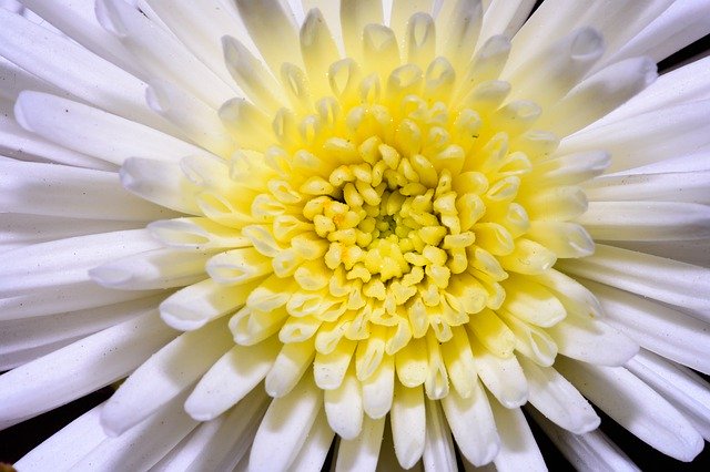 Unduh gratis White Flower Nature - foto atau gambar gratis untuk diedit dengan editor gambar online GIMP