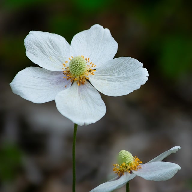 Free download white flower nature botanical free picture to be edited with GIMP free online image editor