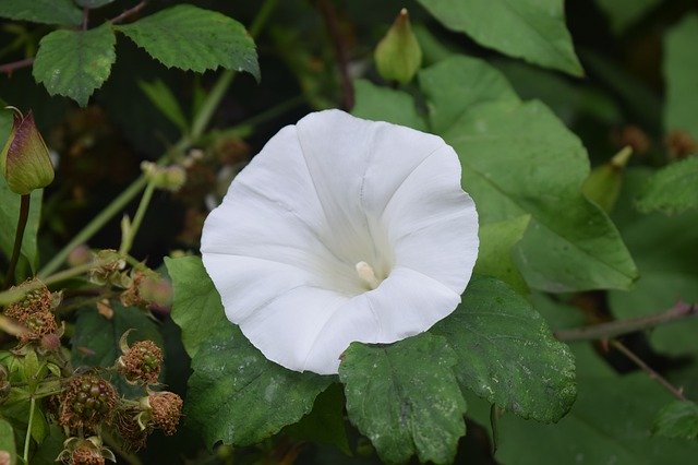 Kostenloser Download White Flower Park - kostenloses Foto oder Bild zur Bearbeitung mit GIMP Online-Bildbearbeitung