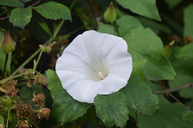 Téléchargement gratuit Parc des Fleurs Blanches - photo ou image gratuite à modifier avec l'éditeur d'images en ligne GIMP